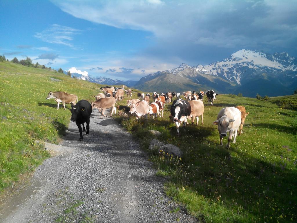 Agriturismo Raethia Isolaccia Εξωτερικό φωτογραφία