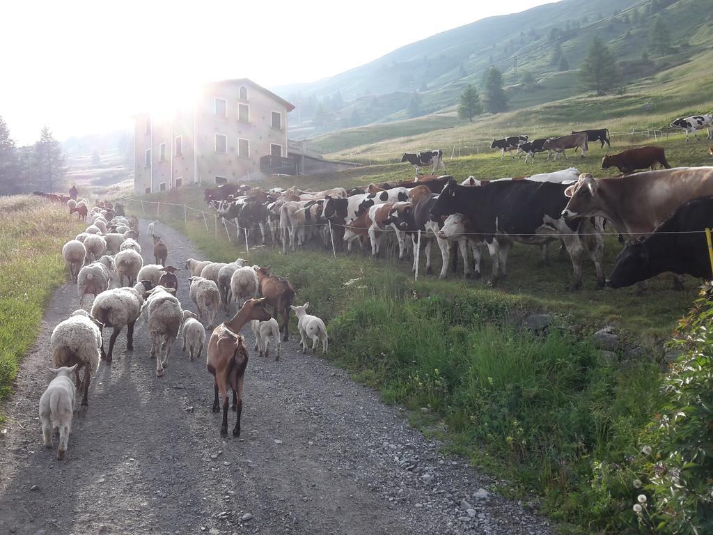 Agriturismo Raethia Isolaccia Εξωτερικό φωτογραφία